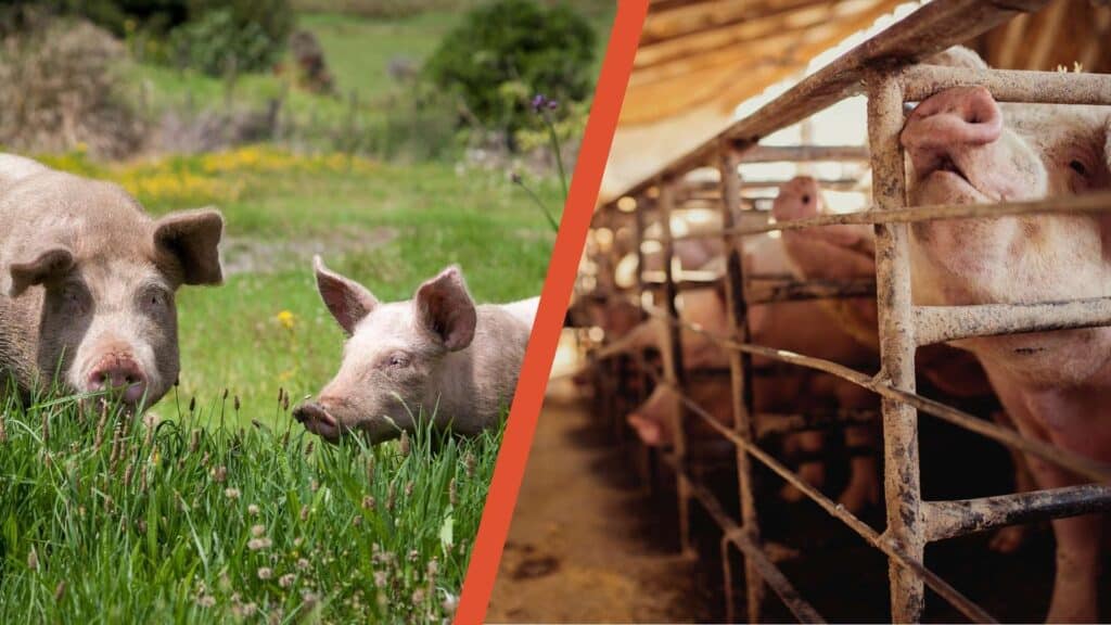 Bienestar animal en granjas: ¿ética o simple marketing?