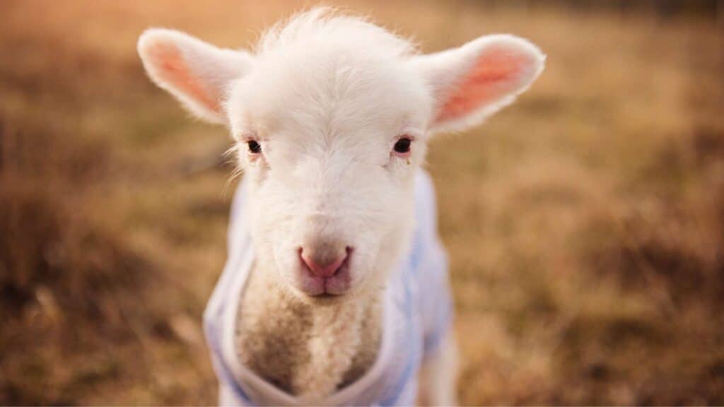 Cómo Veganuary está cambiando el mundo la alimentación 100­ % vegetal